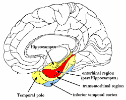 Brain Diagram
